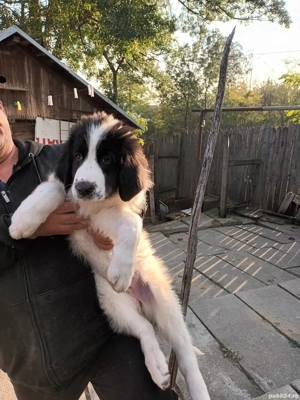 Ciobanesc Românesc de Bucovina  - imagine 4