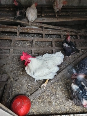 cocos de vanzare - imagine 2 cocos de vanzare - imagine 2