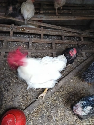 cocos de vanzare - imagine 3 cocos de vanzare - imagine 3