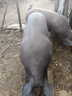 Vând doi porci grași  - imagine 2 Vând doi porci grași  - imagine 2