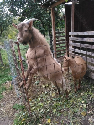 Schimb un tap cu  capra