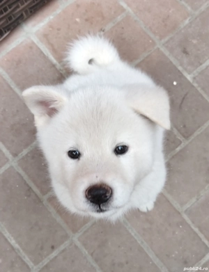 Akita Inu în căutarea unei familie iubitoare  - imagine 2