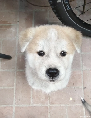 Akita Inu în căutarea unei familie iubitoare 