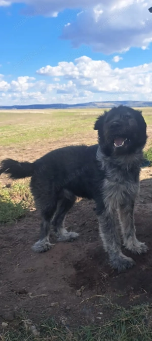 De vanzare câine ciobănesc de paza