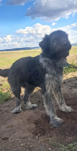 De vanzare câine ciobănesc de paza - imagine 3