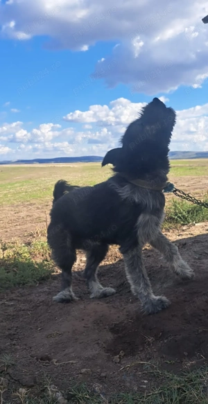 De vanzare câine ciobănesc de paza - imagine 2