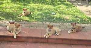 Vand pui de catei Shiba Inu