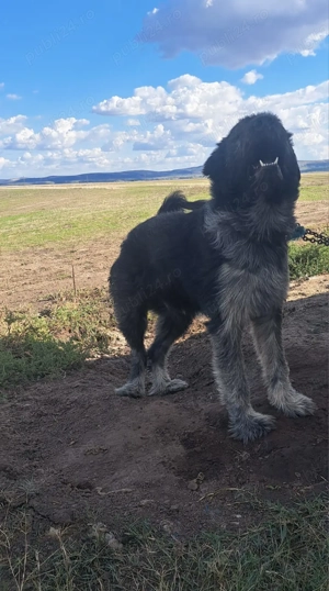 De vanzare câine ciobănesc de paza - imagine 4