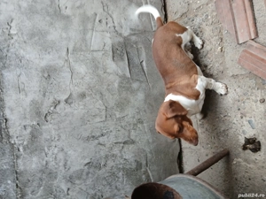 catel tekel  - imagine 2