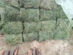 pentru vînzare baloti trifoi a treia coasa, baloti trifoi cu iarba prima coasa, baloti paie orz. 