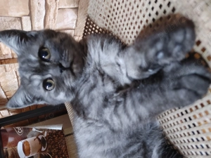 Pisicute scottish  - imagine 3 Pisicute scottish  - imagine 3