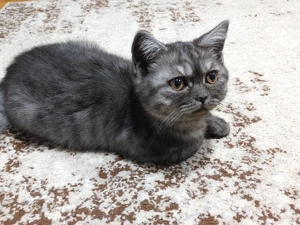 Pisicute scottish  - imagine 5 Pisicute scottish  - imagine 5