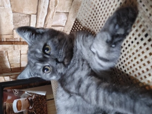 Pisicute scottish  - imagine 4 Pisicute scottish  - imagine 4