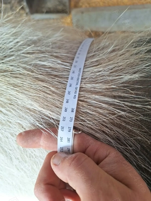 Vând Porc  - imagine 4