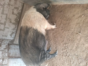 Vând Porc  - imagine 5