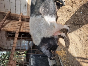 Vând Porc  - imagine 6