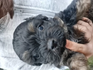 Donez cateluse talie mica