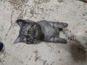 Pisicute scottish  - imagine 2 Pisicute scottish  - imagine 2