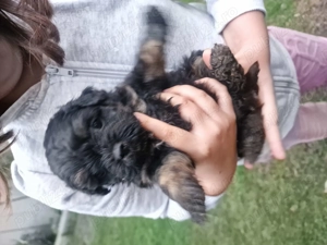 Donez cateluse talie mica - imagine 2