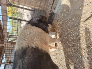 Vând Porc  - imagine 3