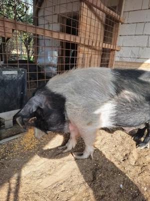 Vând Porc  - imagine 2