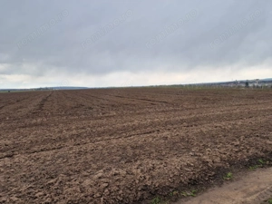 Teren 10,000mp Bacau / Strada Alexandru Safran - imagine 4