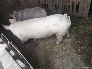 pentru vînzare, scroafe tinere ne fatate, pentru reproductie,  - imagine 2