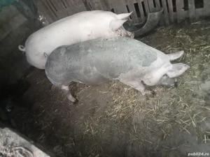 pentru vînzare, scroafe tinere ne fatate, pentru reproductie, 