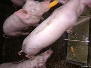 Vand godacei  - imagine 2 Vand godacei  - imagine 2