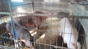 De vânzare!!! - imagine 3