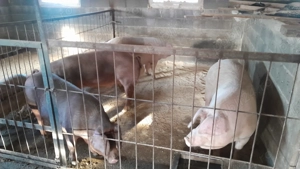 De vânzare!!! - imagine 4