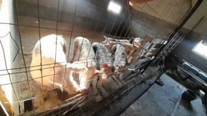 De vânzare!!! - imagine 2