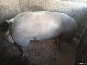 vier invatat la manechin pentru montă, are 400 kg, accept si schimburi, diverse