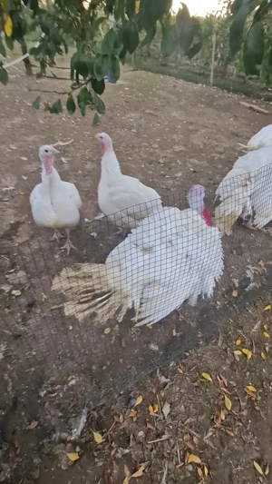 Curcani si curci de vânzare  - imagine 3