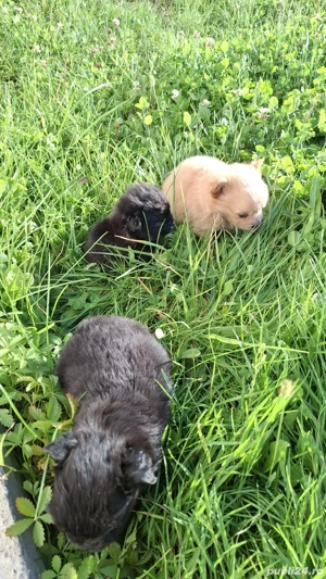 vand caini - imagine 3 vand caini - imagine 3