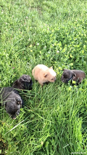 vand caini - imagine 4 vand caini - imagine 4