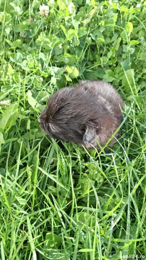 vand caini - imagine 2 vand caini - imagine 2