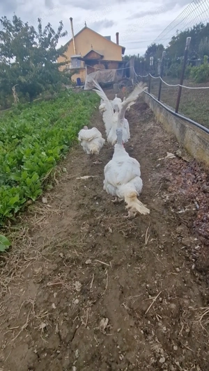 Curcani si curci de vânzare  - imagine 5