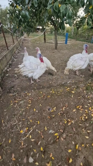 Curcani si curci de vânzare  - imagine 4