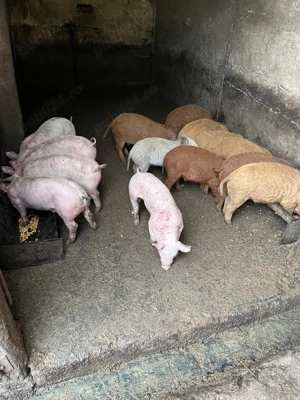 Purcei mangalita si marele alb