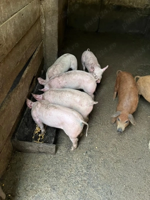 Purcei mangalita si marele alb - imagine 3 Purcei mangalita si marele alb - imagine 3