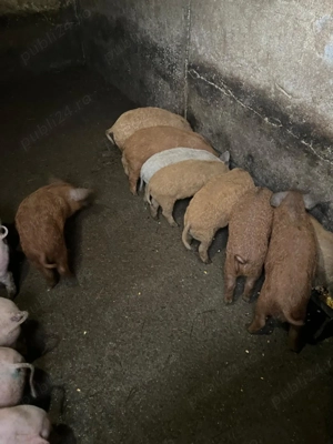 Purcei mangalita si marele alb - imagine 2 Purcei mangalita si marele alb - imagine 2