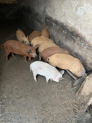 Purcei mangalita si marele alb - imagine 4 Purcei mangalita si marele alb - imagine 4