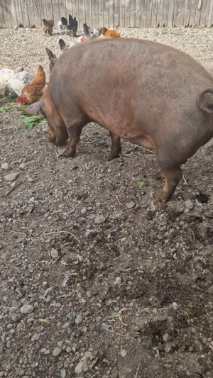 Porci de vanzare - imagine 3