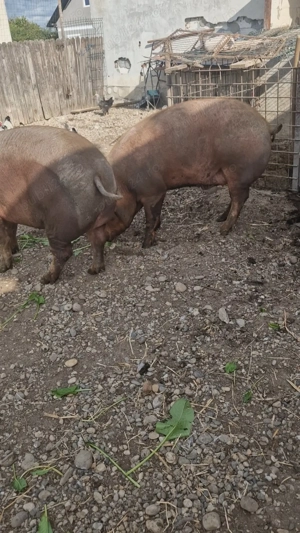 Porci de vanzare - imagine 4