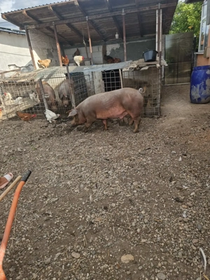 Porci de vanzare