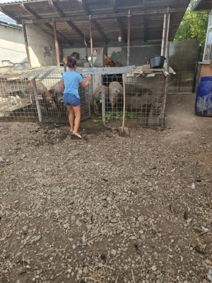 Porci de vanzare - imagine 5