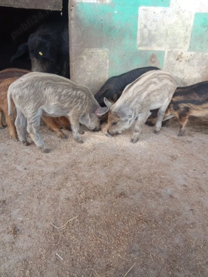 Vând purcei de mangaliță  - imagine 4