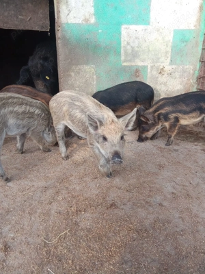 Vând purcei de mangaliță  - imagine 3