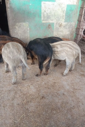 Vând purcei de mangaliță